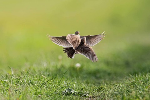 Skylark (Alauda arvensis) two male adult birds in flight fighting for territory over a green meadow