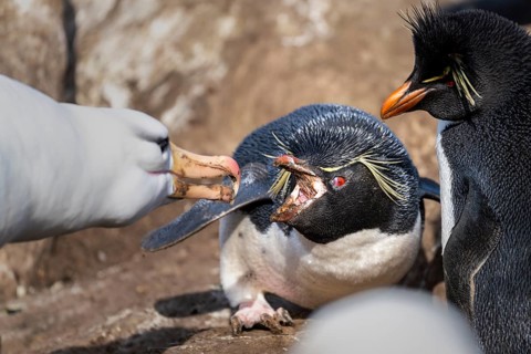 Rockhopper penguin (Eudyptes chrysocome) in conflict with black-browed albatross (Thalassarche