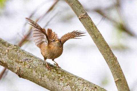 Wren (troglodytes troglodytes) Germany