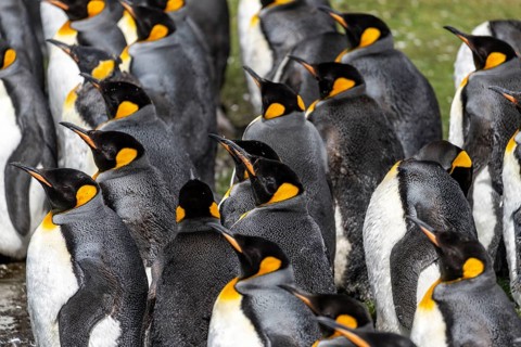 King penguins (Aptenodytes patagonicus), densely packed group of adults in a breeding colony,