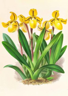 Orchid, Cypripedium Druryi, authentic reproduction of an illustration by Jean Jules Linden (1817 -