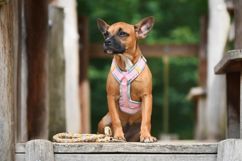 Cute French Bulldog mix dog sitting on wooden plank with pink y-harness