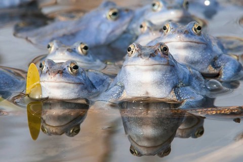 Blue moor frog (Rana arvalis) mating in the moor, Goldenstedter Moor, Lower Saxony, Germany