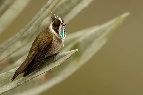Green-bearded Helmetcrest (Oxypogon guerinii) perched on a branch in the Andes mountains in