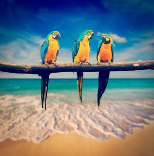 Vintage retro effect filtered hipster style image of tropical vacation concept three parrots