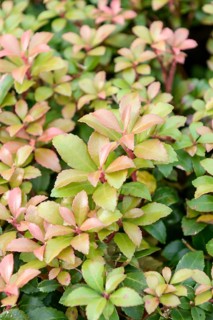 Shade bell (Pieris japonica 'Little Heath Green'), Hellwig Nursery, Germany