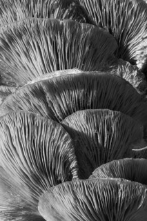 Oyster mushroom (Pleurotus ostreatus), stacked mushrooms on tree trunk, covered with snow, black