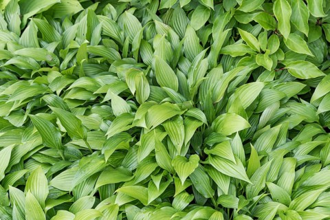 Funkia (Hosta lancifolia),  Sweden