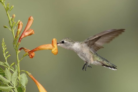 Black-chinned Hummingbird (Archilochus alexandri), Texas, USA