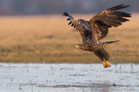 White-tailed Eagle (Haliaeetus albicilla) juvenile flying, Kutno, Poland