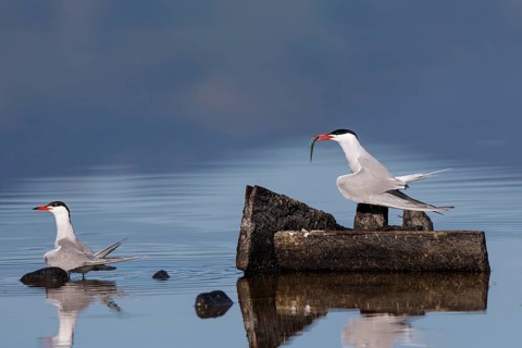 Common Tern (Sterna hirundo) with fish in beak, Greece