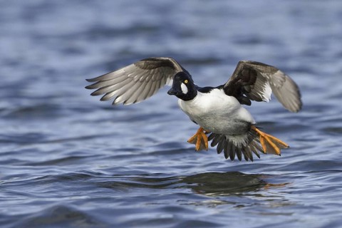 Common Goldeneye (Bucephala clangula) male flying, British Columbia, Canada