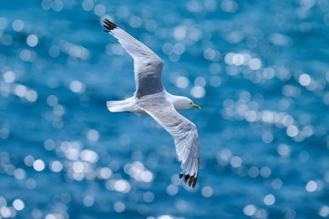 A seagull glides through the air over an azure blue ocean with glittering bokeh, Kittiwake (Rissa