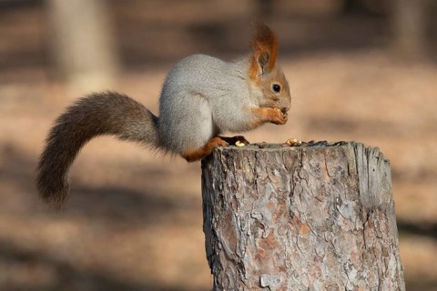 Squirrel in a park. Krasnodar. Russia