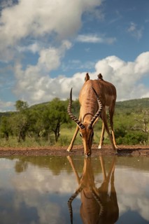 Impala (Aepyceros melampus) buck drinking at waterhole with two Red-billed Oxpecker (Buphagus