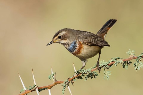 Bluethroat (Luscinia svecica svecica) male, Eilat, Israel