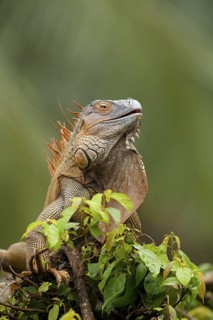 Green iguana (Iguana iguana)
