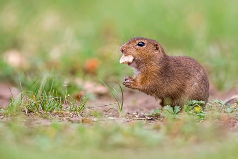 European Ground Squirrel (Spermophilus citellus), Lake Neusiedl, Austria