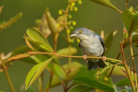 Hooded Tanager (Nemosia pileata) perched on a branch in the grasslands of Guyana