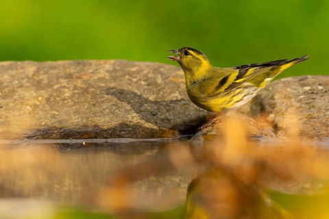 A vibrant European siskin (Spinus spinus) captured mid-song atop a mossy rock near a pond, with