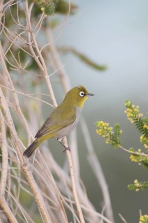 Cape White-eye (Zosterops virens), Western Cape, South Africa