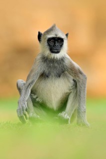 Common Langur, Semnopithecus entellus, monkey sitting in grass, nature habitat, Sri Lanka. Feeding