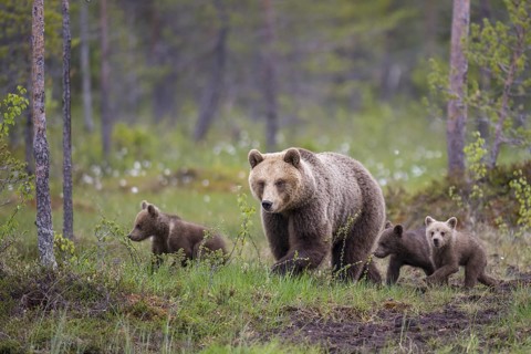 Eurasian Brown Bear (Ursus arctos) mother with cubs, Finland