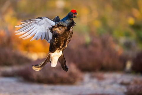 Black grouse (Lyrurus tetrix), black grouse courtship in Sweden, Fågelsjö, Gävleborgs län, Sweden