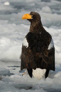 Steller's Sea Eagle (Haliaeetus pelagicus), Hokkaido, Japan