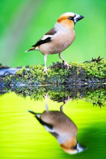 Hawfinch (Coccothraustes coccothraustes) Germany