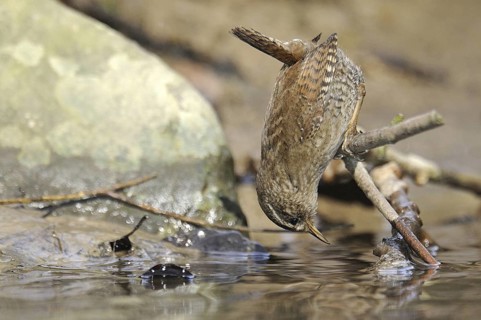 Eurasian Wren (Troglodytes troglodytes), North Rhine-Westphalia, Germany