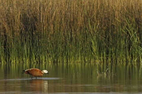 Ruddy Shelduck (Tadorna ferruginea), Turkey