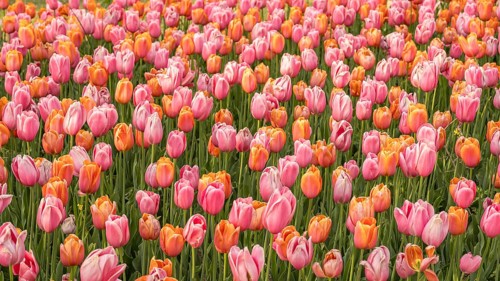 A stunning field filled with vibrant pink and orange tulips, showcasing nature's beauty. The