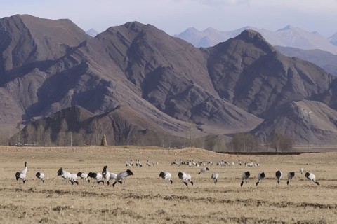 Black-necked Crane (Grus nigricollis) foraging, Tibet, China