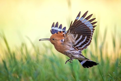 Eurasian Hoopoe (Upupa epops) flying with food in its beak, Saxony-Anhalt, Germany
