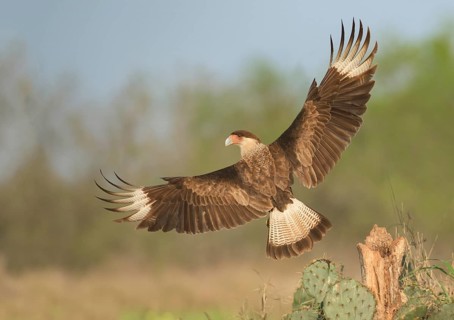 Northern Crested Caracara (Caracara cheriway) juvenile taking flight, Texas, USA