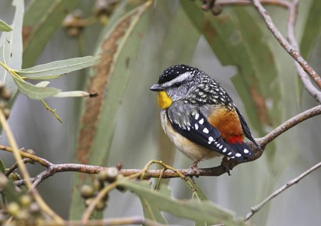 Spotted Pardalote (Pardalotus punctatus) male, Victoria, Australia