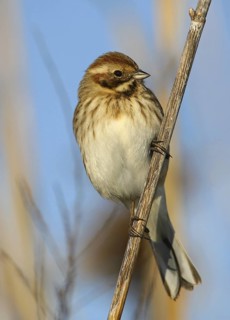 Common Reed Bunting (Emberiza schoeniclus), Vila Franca de Xira, Portugal