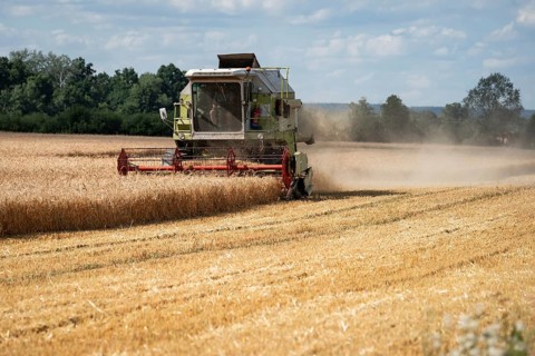 A combine harvester mowing grain in a field in Poland