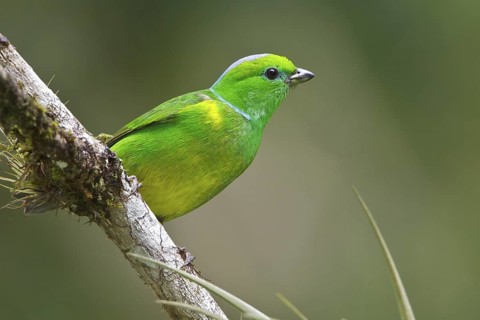 Golden-browed Clorophonia (Chlorophonia callophrys) perched on a branch in Costa Rica, Central