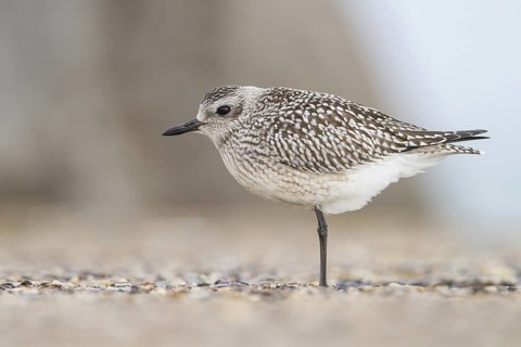 Grey Plover (Pluvialis squatarola), Schleswig-Holstein, Germany