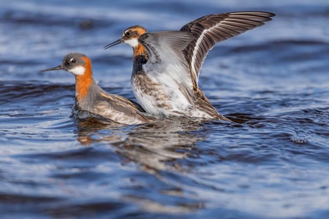 Odin's chicken (Phalaropus lobatus), plumage, pair, copulation, Vadsö, Varangerfjord, Norway