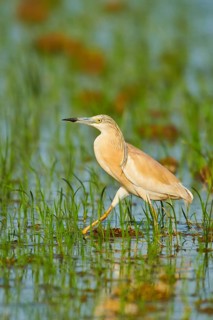 Squacco heron (Ardeola ralloides) in a paddy field, hunting, ebro delta, Catalonia, Spain