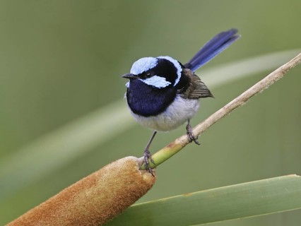 Superb Fairywren (Malurus cyaneus) male, Victoria, Australia