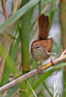 Cetti's Warbler (Cettia cetti), France
