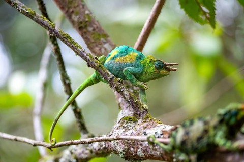 Three-horned chameleon (Trioceros jacksonii), male, sitting on a branch, Bwindi Impenetrable Forest
