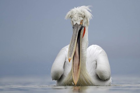 Dalmatian Pelican (Pelecanus crispus), Lake Kerkini, Greece