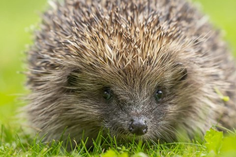 European hedgehog (Erinaceus europaeus) adult animal on a garden grass lawn, Suffolk, England,