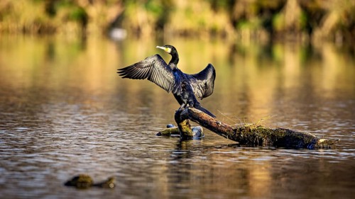 A bird spreads its wings while standing on a branch in the water, The Cormorant (Phalacrocorax