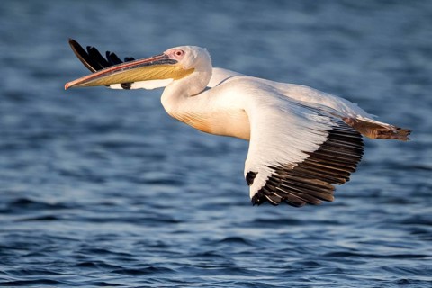 Great White Pelican (Pelecanus onocrotalus) flying, Danube Delta, Romania